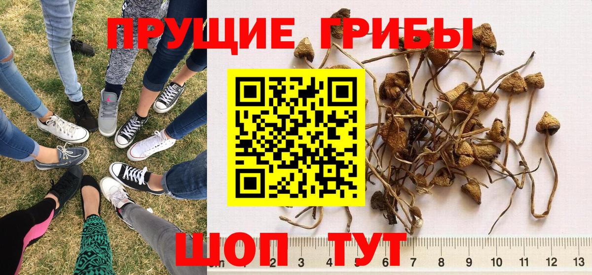 Галлюциногенные грибы GOLDEN TEACHER Нижний Тагил